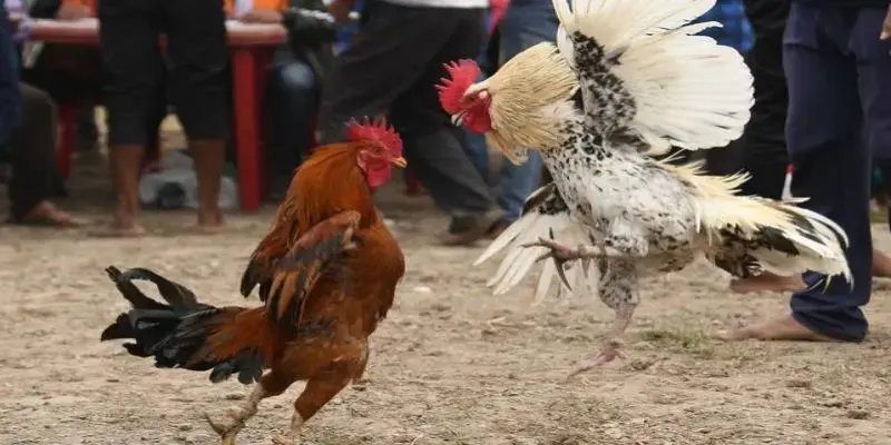 Đá Gà KU88 - Trải Nghiệm Trực Tiếp Chọi Kê Hấp Dẫn Mỗi Ngày Đá gà cựa dao tốc độ ra đòn cực nhanh